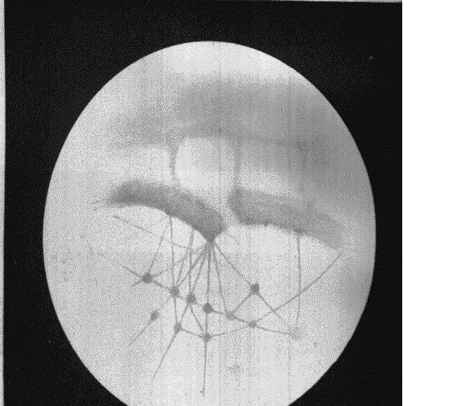 Percival Lowell Mars map 001